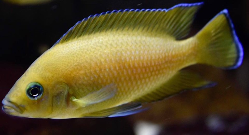 Variabilichromis moorii